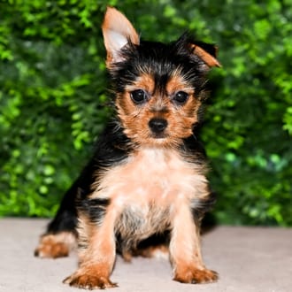Carolyn, a female Yorkshire Terrier puppy for sale at Wellspring Puppies Fort Worth