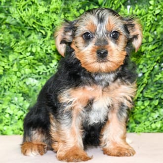 Sandy, a female Yorkshire Terrier puppy for sale at Wellspring Puppies Dallas