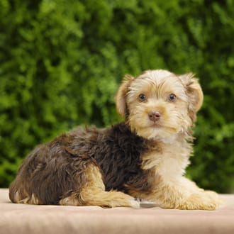 Frank, a male Yorkshire Terrier puppy for sale at Wellspring Puppies Dallas