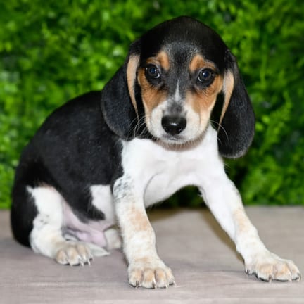 Rocket, a male Beagle puppy for sale at Wellspring Puppies Dallas