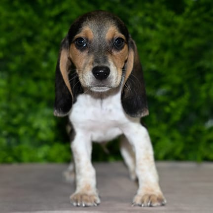 Norman, a male Beagle puppy for sale at Wellspring Puppies Dallas