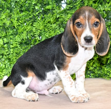 Flash, a male Beagle puppy for sale at Wellspring Puppies Dallas