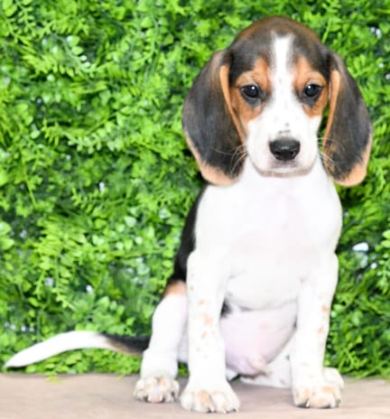 Lincoln, a male Beagle puppy for sale at Wellspring Puppies Dallas