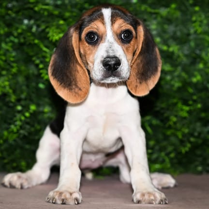 Madison, a female Beagle puppy for sale at Wellspring Puppies Fort Worth