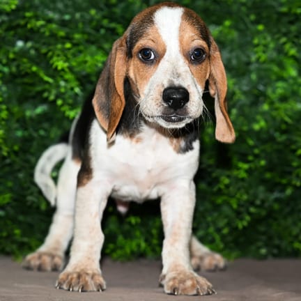 Romeo, a male Beagle puppy for sale at Wellspring Puppies Fort Worth