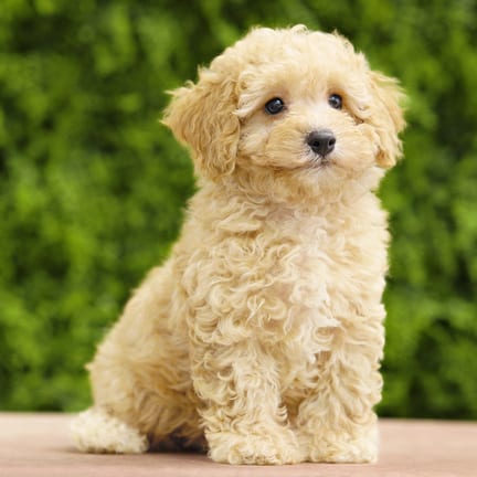 Oscar, a male Cavapoo F1B puppy for sale at Wellspring Puppies Dallas