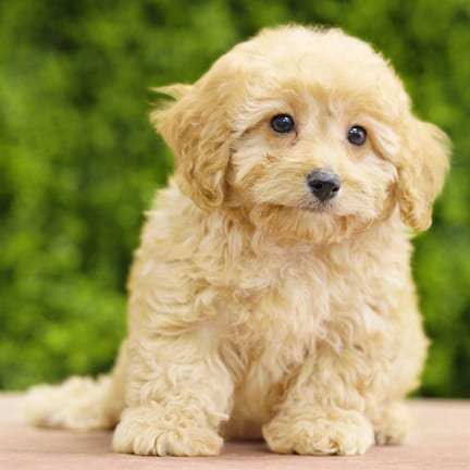 Tilly, a female Cavapoo F1B puppy for sale at Wellspring Puppies Dallas
