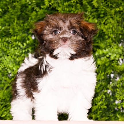 Sammie, a female Havanese puppy for sale at Wellspring Puppies Dallas