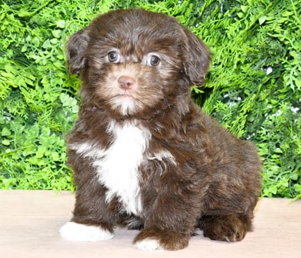Rufus, a male Havanese puppy for sale at Wellspring Puppies Dallas