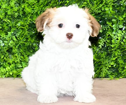 Holly, a female Havanese puppy for sale at Wellspring Puppies Dallas