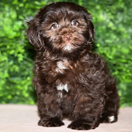 Maguire, a male Havanese puppy for sale at Wellspring Puppies Fort Worth