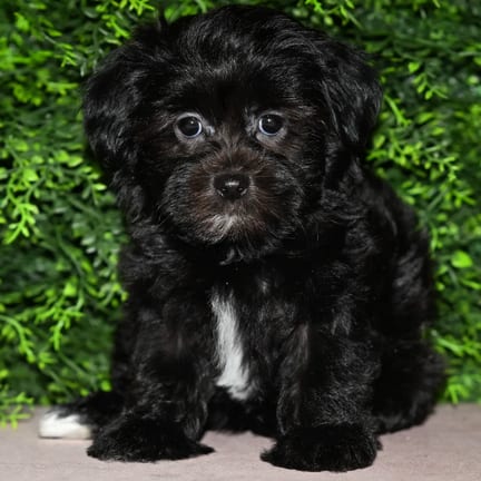Qamra, a female Havanese puppy for sale at Wellspring Puppies Fort Worth