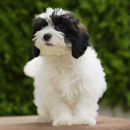 Wren, a female Lhasa Poo puppy for sale at Wellspring Puppies Dallas
