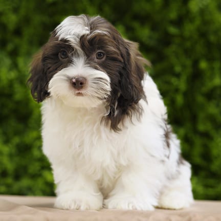 Eldon, a male Lhasa Poo puppy for sale at Wellspring Puppies Dallas