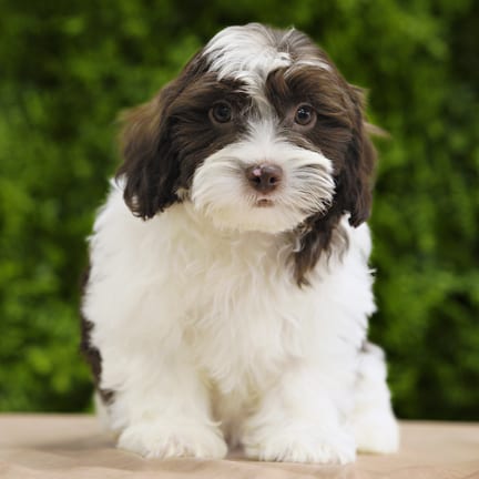 Eldon, a male Lhasa Poo puppy for sale at Wellspring Puppies Dallas