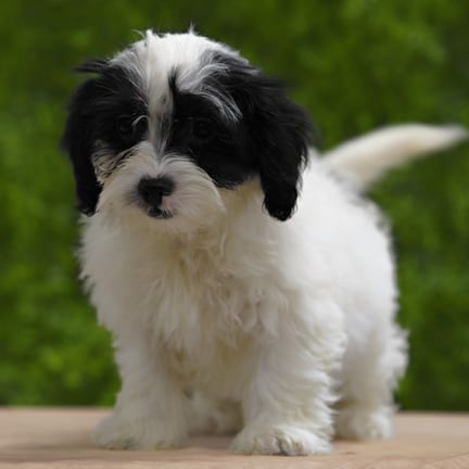 Jellybean, a female Lhasa Poo puppy for sale at Wellspring Puppies Dallas