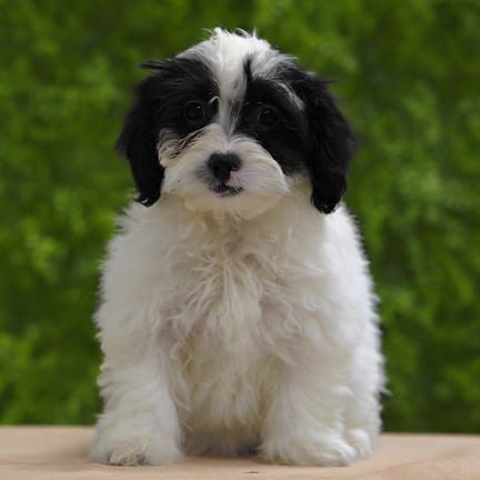 Jellybean, a female Lhasa Poo puppy for sale at Wellspring Puppies Dallas