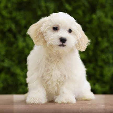 Seren, a female Lhasa Poo puppy for sale at Wellspring Puppies Dallas