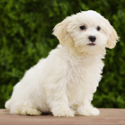 Seren, a female Lhasa Poo puppy for sale at Wellspring Puppies Dallas