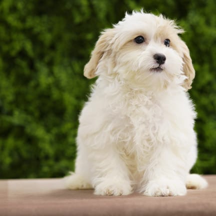 Ellie Rose, a female Lhasa Poo puppy for sale at Wellspring Puppies Dallas