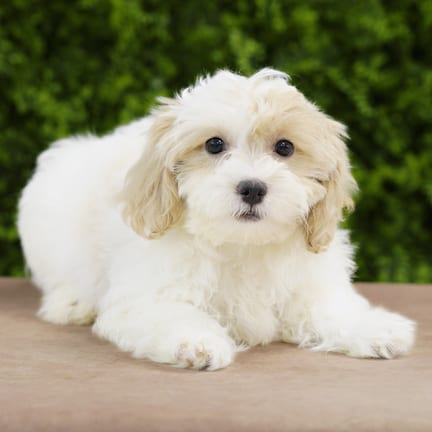 Ellie Rose, a female Lhasa Poo puppy for sale at Wellspring Puppies Dallas