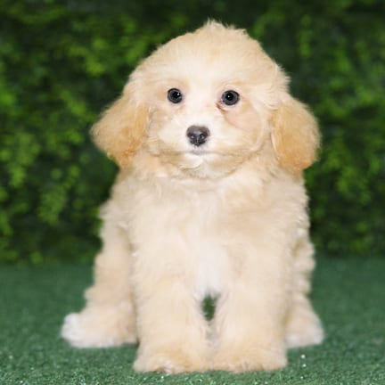 Carmela, a female Maltipoo F1B puppy for sale at Wellspring Puppies Fort Worth