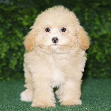 Carmela, a female Maltipoo F1B puppy for sale at Wellspring Puppies Fort Worth