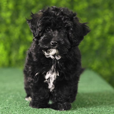 Rylie, a female Maltipoo F1B puppy for sale at Wellspring Puppies Fort Worth