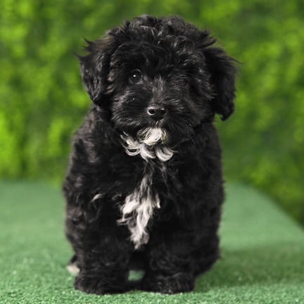 Rylie, a female Maltipoo F1B puppy for sale at Wellspring Puppies Fort Worth