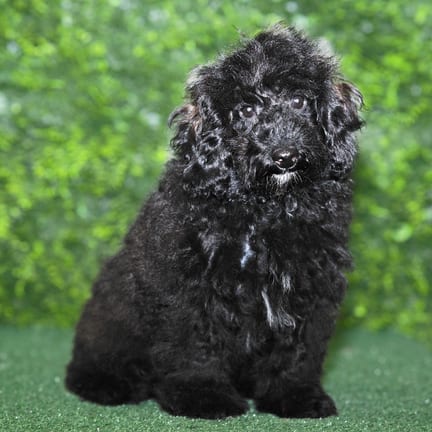 Gizmo, a male Maltipoo F1B puppy for sale at Wellspring Puppies Fort Worth