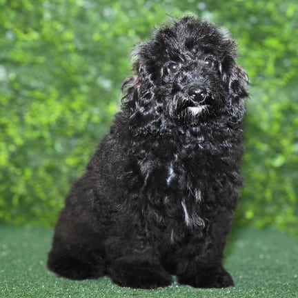 Gizmo, a male Maltipoo F1B puppy for sale at Wellspring Puppies Fort Worth