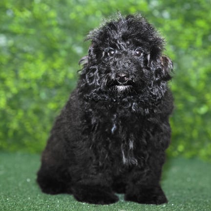 Gizmo, a male Maltipoo F1B puppy for sale at Wellspring Puppies Fort Worth