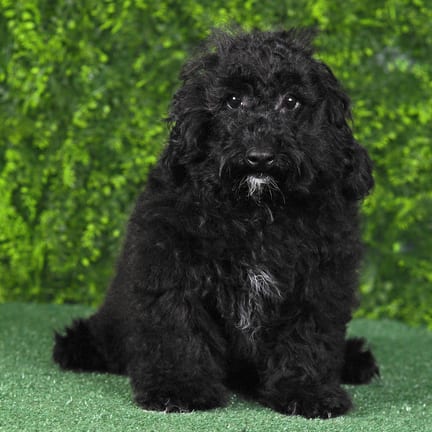 Gizmo, a male Maltipoo F1B puppy for sale at Wellspring Puppies Fort Worth