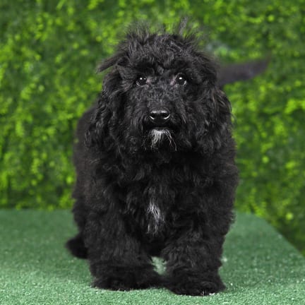 Gizmo, a male Maltipoo F1B puppy for sale at Wellspring Puppies Fort Worth
