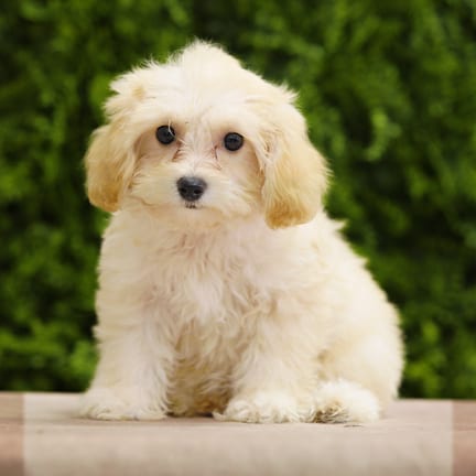 Demi, a female Maltipoo F1B puppy for sale at Wellspring Puppies Dallas