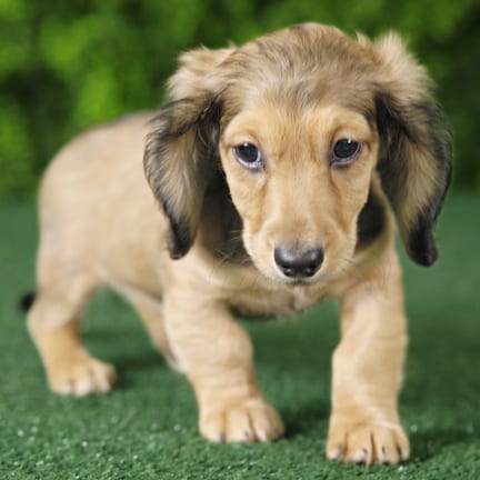 Ruger, a male Mini Dachshund puppy for sale at Wellspring Puppies Fort Worth