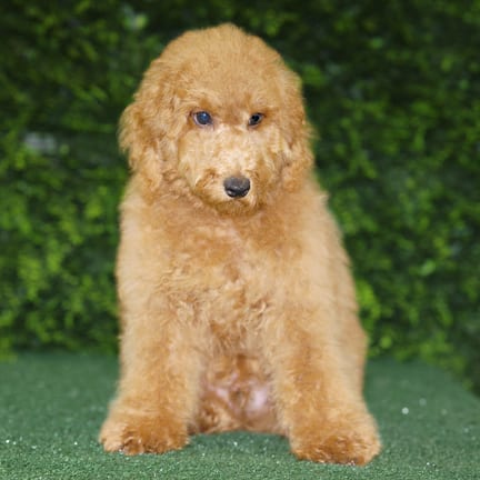 Brady, a male Mini Poodle puppy for sale at Wellspring Puppies Fort Worth