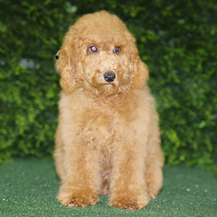 Brady, a male Mini Poodle puppy for sale at Wellspring Puppies Fort Worth