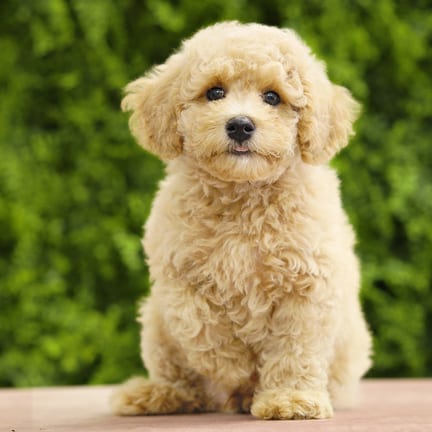 Abe, a male Mini Poodle puppy for sale at Wellspring Puppies Dallas