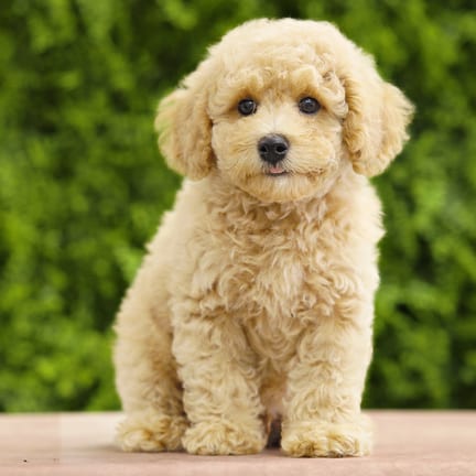 Abe, a male Mini Poodle puppy for sale at Wellspring Puppies Dallas
