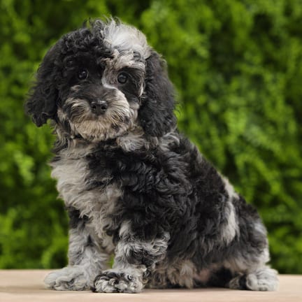 Darla, a female Mini Poodle puppy for sale at Wellspring Puppies Dallas
