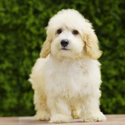 Nico, a male Mini Poodle puppy for sale at Wellspring Puppies Dallas