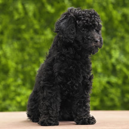 Kallie, a female Mini Poodle puppy for sale at Wellspring Puppies Dallas