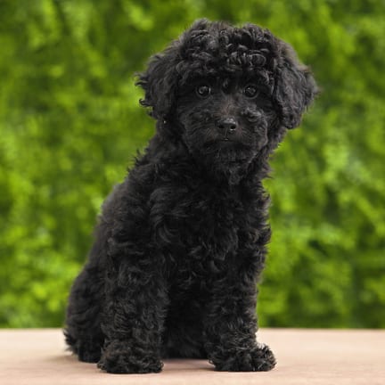 Kallie, a female Mini Poodle puppy for sale at Wellspring Puppies Dallas