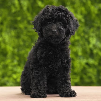 Kallie, a female Mini Poodle puppy for sale at Wellspring Puppies Dallas