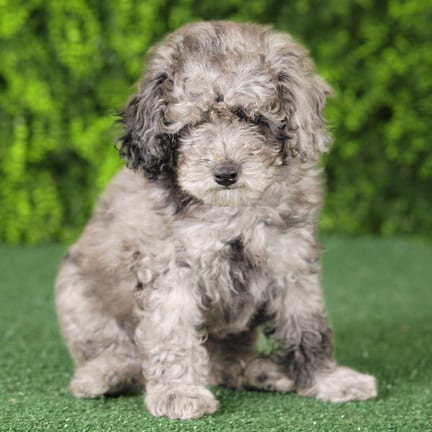 Tot, a male Mini Poodle puppy for sale at Wellspring Puppies Fort Worth