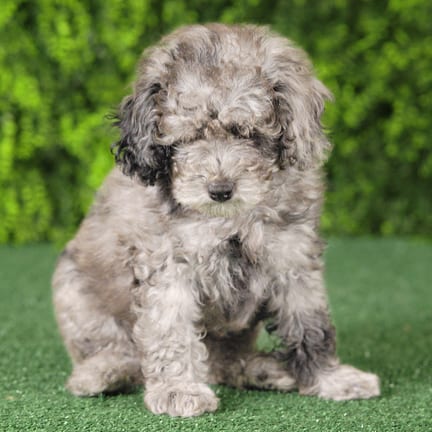 Tot, a male Mini Poodle puppy for sale at Wellspring Puppies Fort Worth