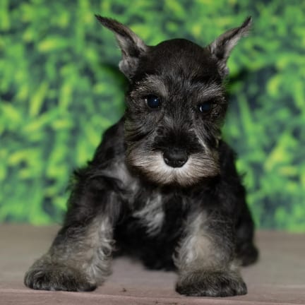 Joseph, a male Mini Schnauzer puppy for sale at Wellspring Puppies Fort Worth