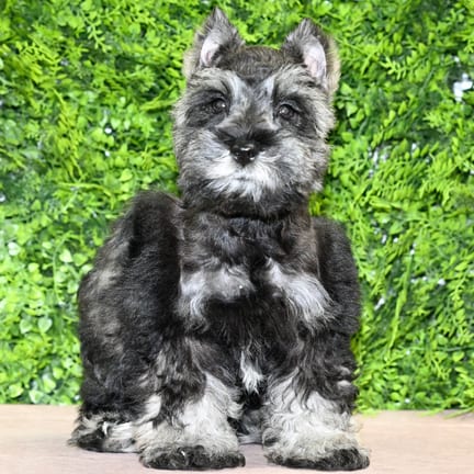 Rascal, a male Mini Schnauzer puppy for sale at Wellspring Puppies Dallas