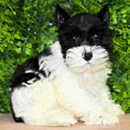 London, a female Mini Schnauzer puppy for sale at Wellspring Puppies Dallas